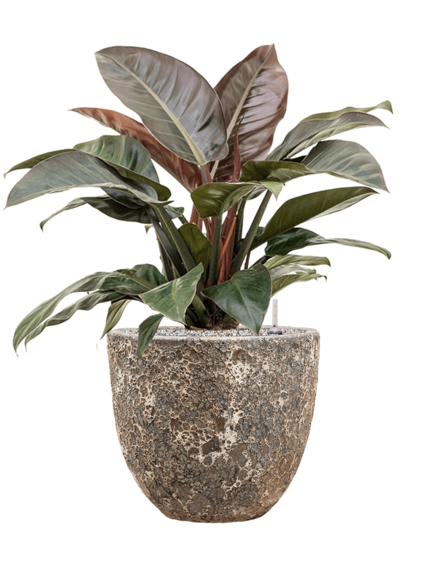 Philodendron `Imperial Red' in Baq Lava - Foto 70966