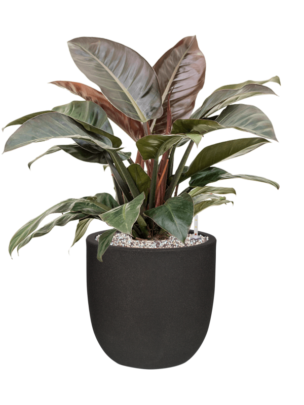 Philodendron `Imperial Red' in Capi Urban Smooth NL - Foto 70989