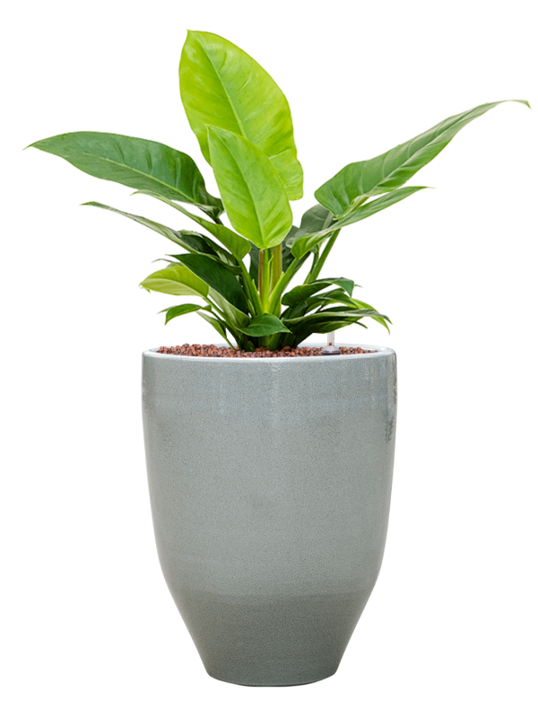 Philodendron 'Imperial Green' in One and Only - Foto 71038