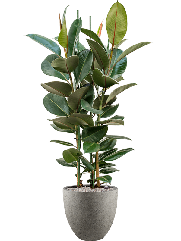 Ficus elastica 'Robusta' in Grigio - Foto 71062