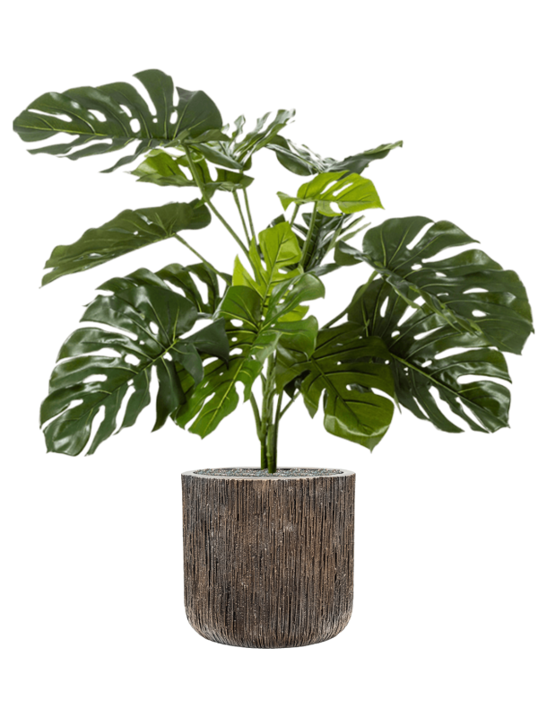 Monstera deliciosa in Baq Luxe Lite Universe Waterfall, 28000 - Foto 71099