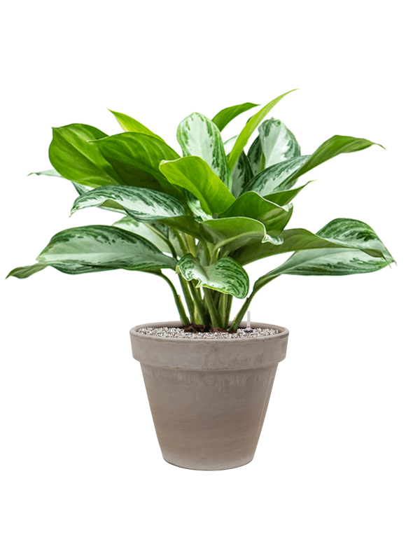 Aglaonema 'Silver Bay' in Terra Cotta - Foto 71111