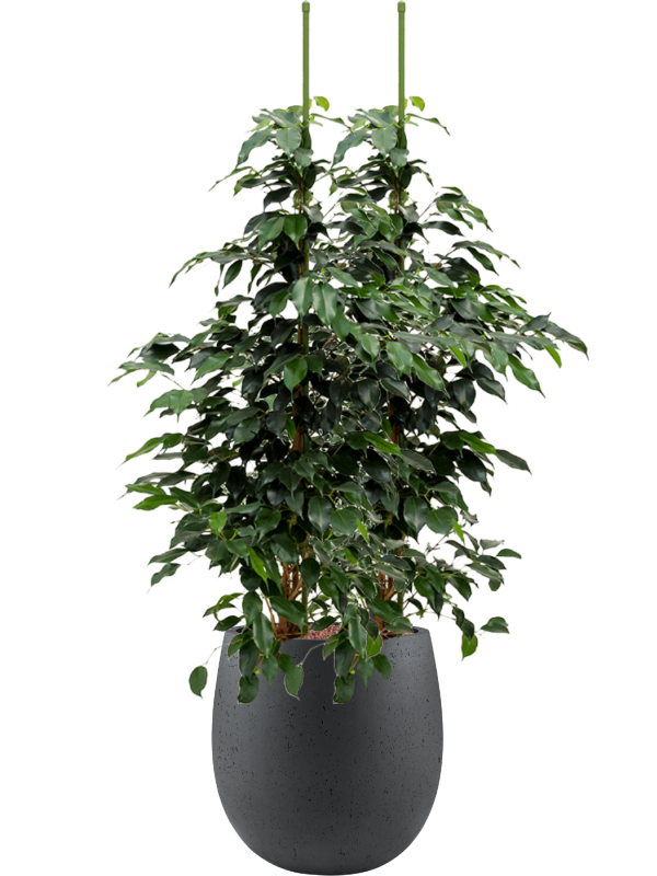 Ficus benjamina 'Danielle' in Grigio - Foto 71152