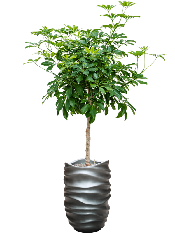 Schefflera arboricola 'Compacta' in Baq Gradient Lee - Foto 71192