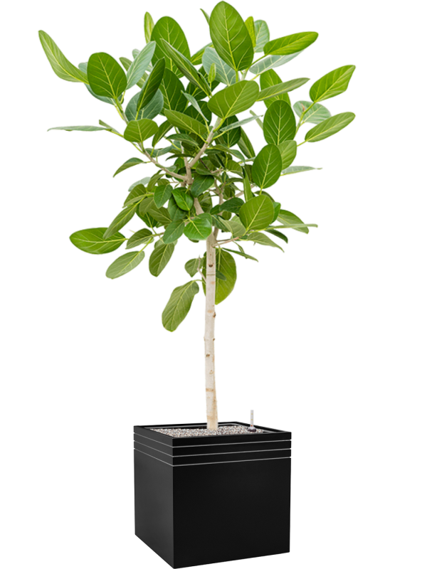 Ficus benghalensis 'Audrey' in Baq Line-Up - Foto 71219