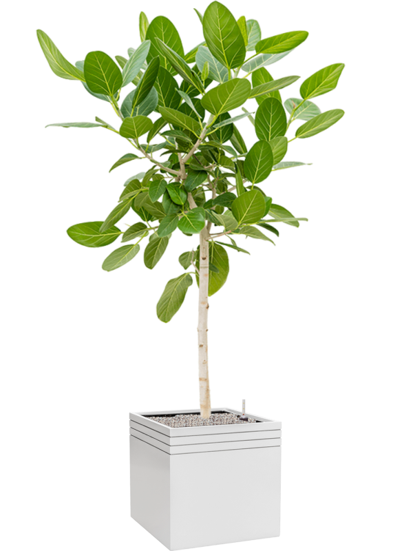 Ficus benghalensis 'Audrey' in Baq Line-Up, 28197 - Foto 71232