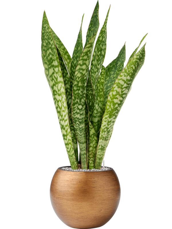 Sansevieria masoniana 'Dragon' in Capi Lux Retro - Foto 71327