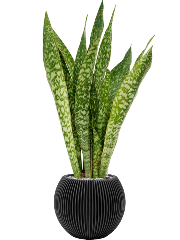 Sansevieria masoniana 'Dragon' in Capi Nature Groove - Foto 71330