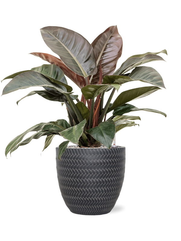 Philodendron `Imperial Red' in Baq Angle - Foto 71406