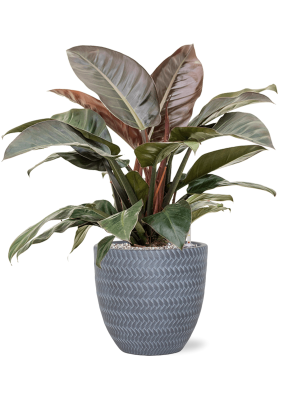 Philodendron `Imperial Red' in Baq Angle - Foto 71410
