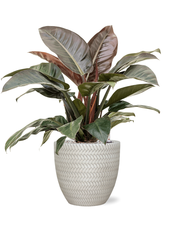 Philodendron `Imperial Red' in Baq Angle - Foto 71414