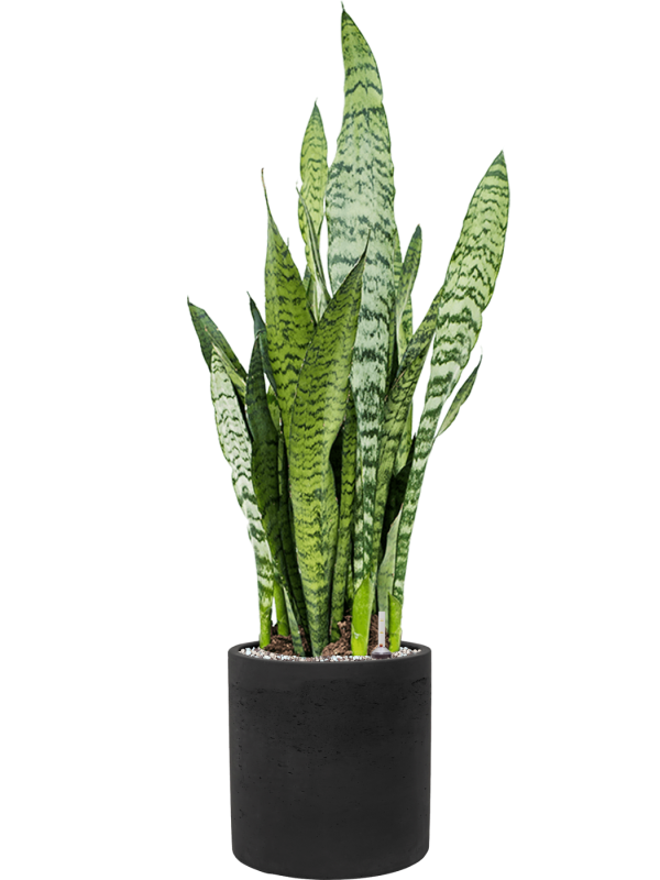 Sansevieria zeylanica in Rough, 28839 - Foto 71434