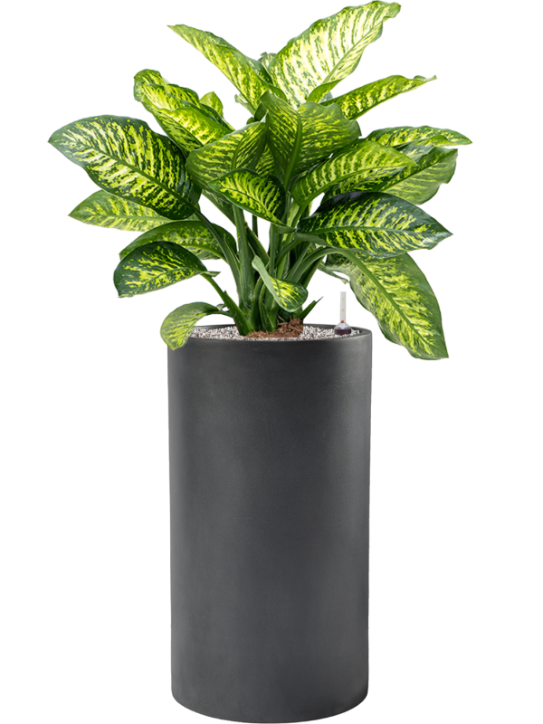 Dieffenbachia seguine 'Maroba' in Baq Basic, 28859 - Foto 71502