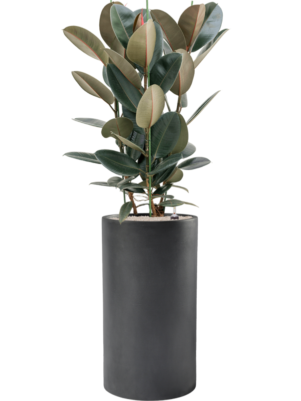 Ficus elastica 'Abidjan' in Baq Basic, 28862 - Foto 71511