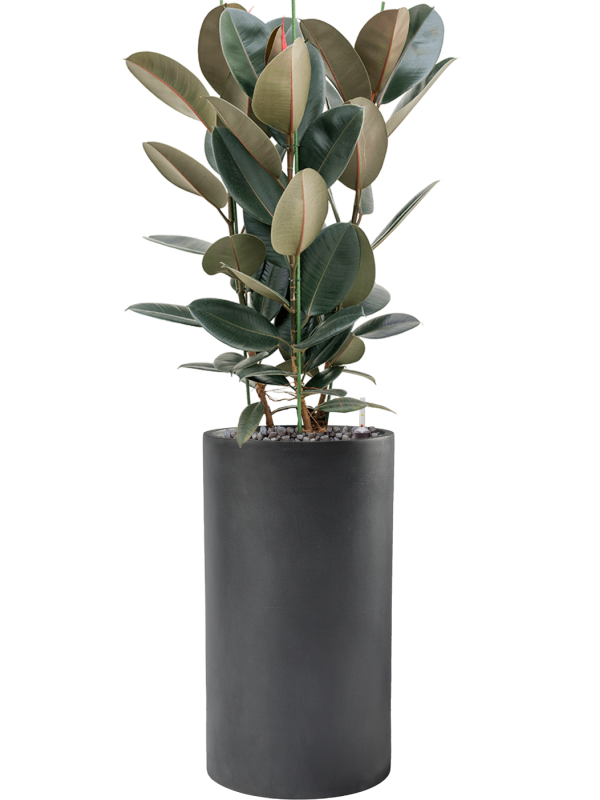 Ficus elastica 'Abidjan' in Baq Basic, 28863 - Foto 71515