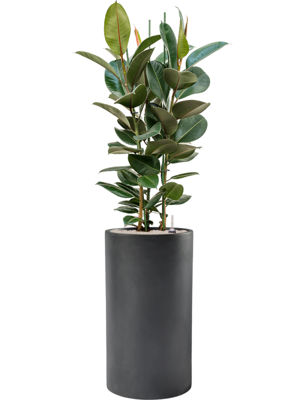 Ficus elastica 'Robusta' in Baq Basic, 28866 - Foto 71525