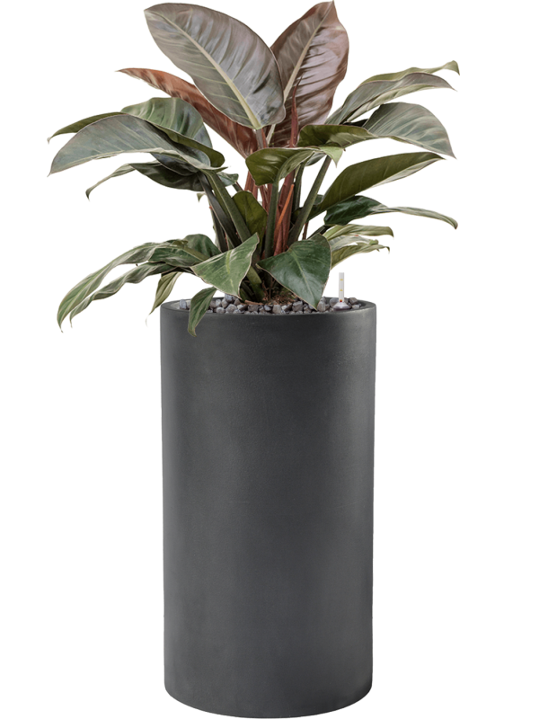 Philodendron `Imperial Red' in Baq Basic - Foto 71547