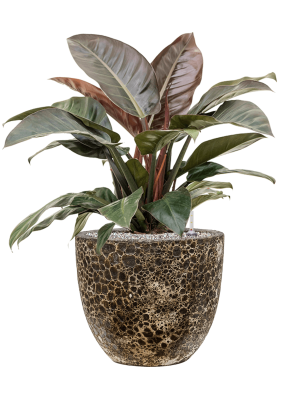 Philodendron `Imperial Red' in Baq Lava - Foto 71567