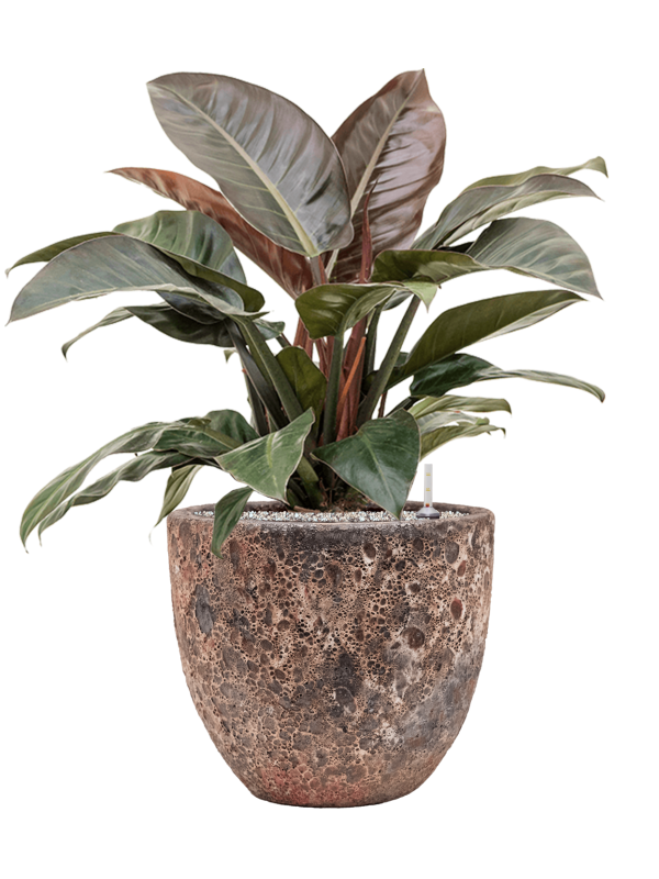 Philodendron `Imperial Red' in Baq Lava - Foto 71571