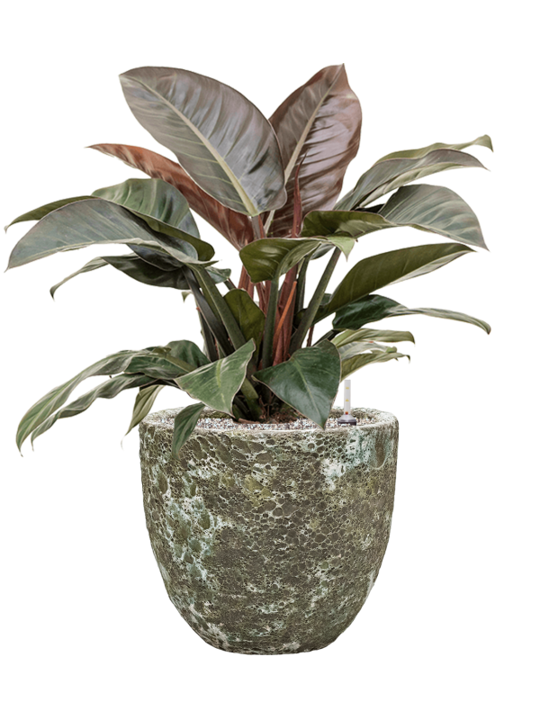 Philodendron `Imperial Red' in Baq Lava - Foto 71575