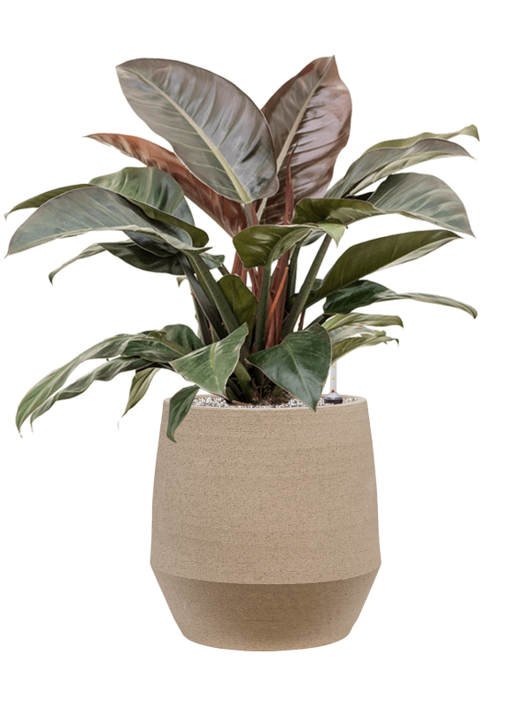 Philodendron `Imperial Red' in Humus - Foto 71615