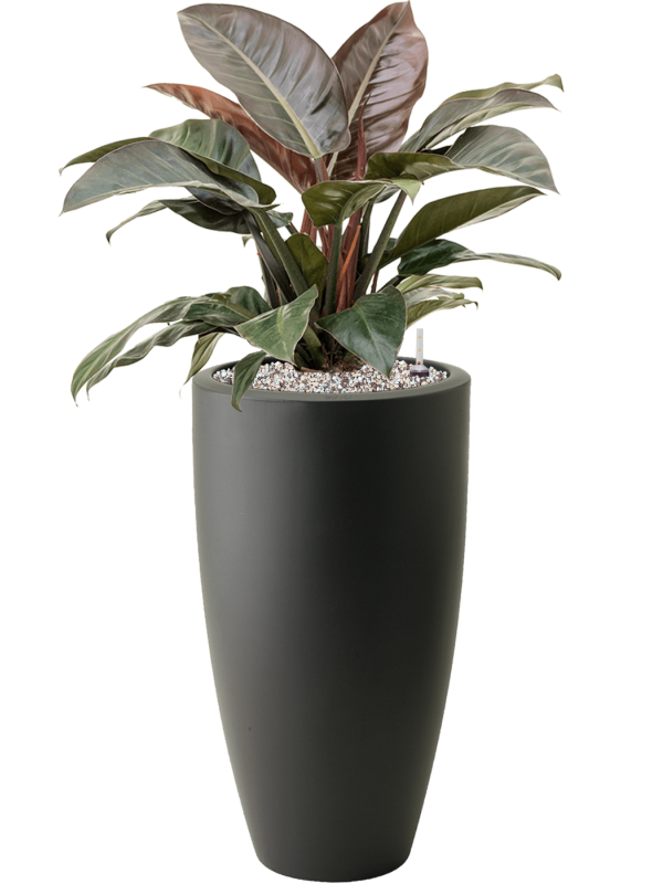 Philodendron `Imperial Red' in Pure® - Foto 71675
