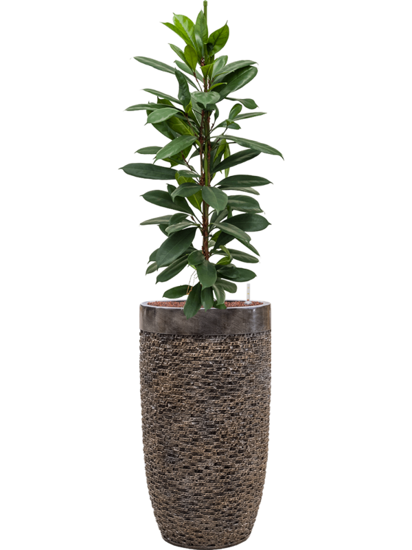 Ficus cyathistipula in Baq Luxe Lite Universe Layer - Foto 71738