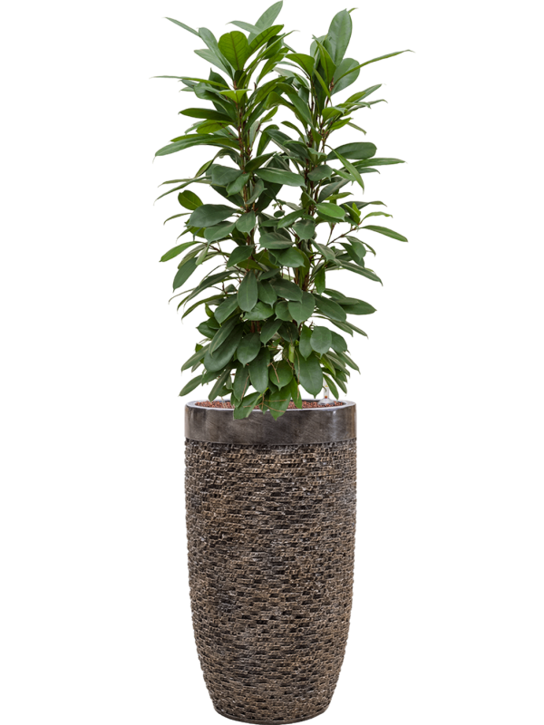 Ficus cyathistipula in Baq Luxe Lite Universe Layer - Foto 71746