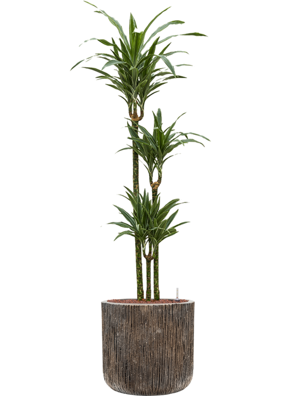 Dracaena deremensis 'Warneckei' in Baq Luxe Lite Universe - Foto 71830