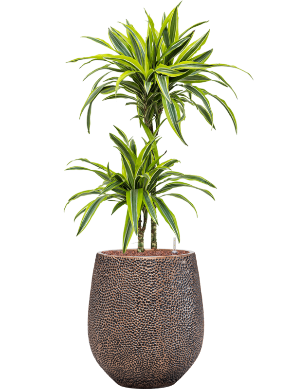 Dracaena fragrans 'Lemon Lime' in Baq Opus Hit, 28977 - Foto 71942