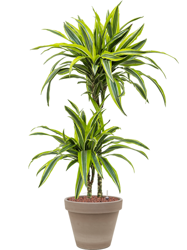 Dracaena fragrans 'Lemon Lime' in Terra Cotta - Foto 71987