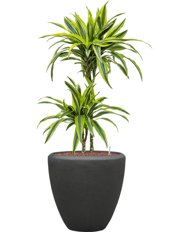 Dracaena fragrans 'Lemon Lime' in Baq Polystone Plain - Foto 72033