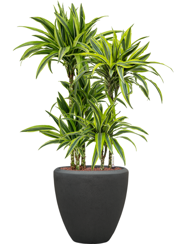 Dracaena fragrans 'Lemon Lime' in Baq Polystone Plain - Foto 72070