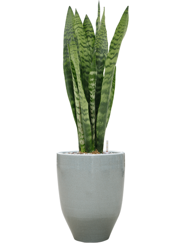 Sansevieria zeylanica in One and Only - Foto 72077