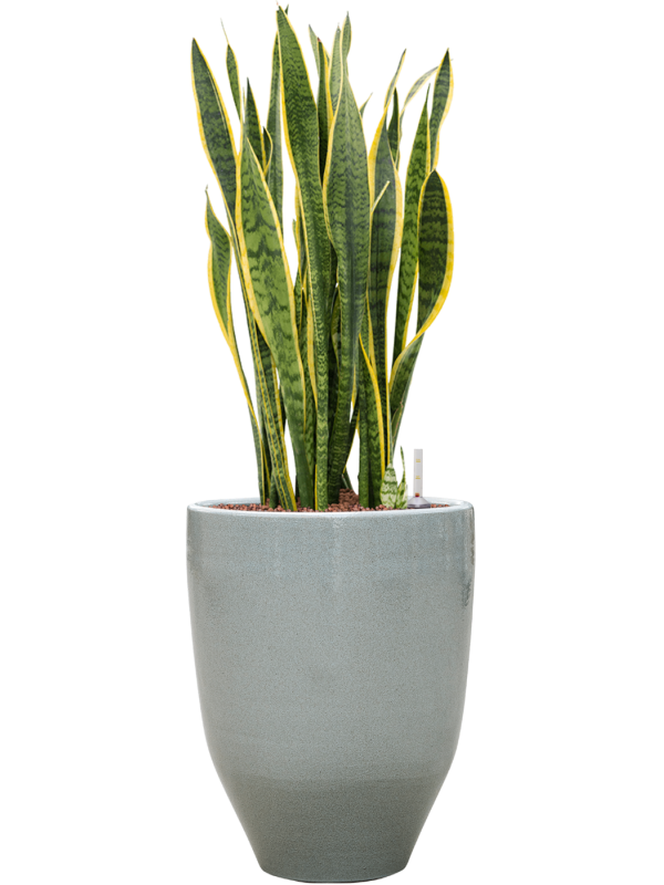 Sansevieria trifasciata 'Laurentii' in One and Only - Foto 72122