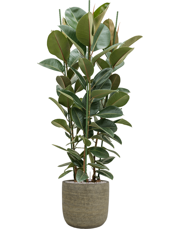 Ficus elastica 'Robusta' in Magna - Foto 72197