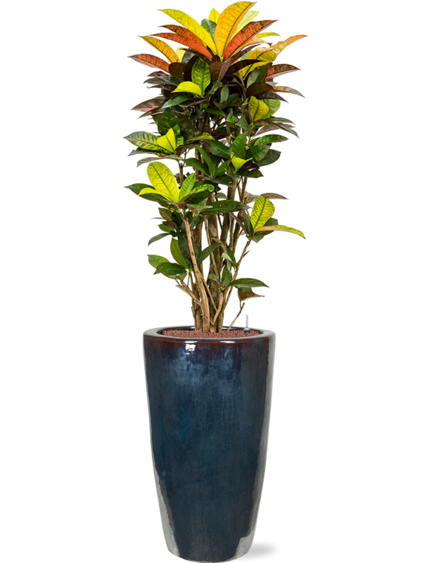 Croton (Codiaeum) variegatum 'Mrs. Iceton' in Plain - Foto 72207