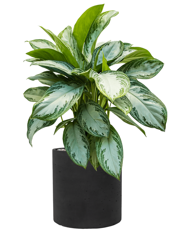 Aglaonema 'Silver Bay' in Rough, 29067 - Foto 72252