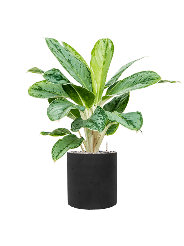 Aglaonema Cintho Queen in Rough - Foto 72256