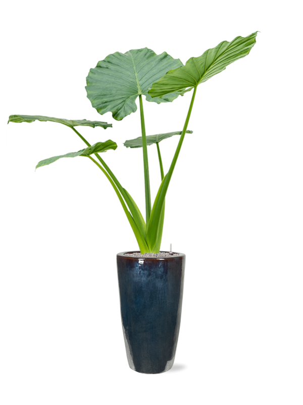 Alocasia macrorrhizos in Plain - Foto 72268