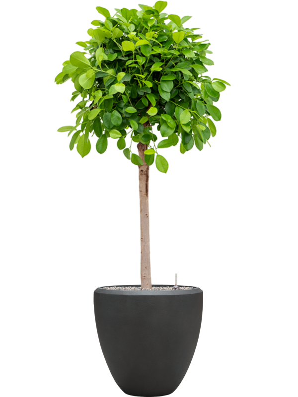 Ficus microcarpa 'Moclame' in Baq Nucast - Foto 72309