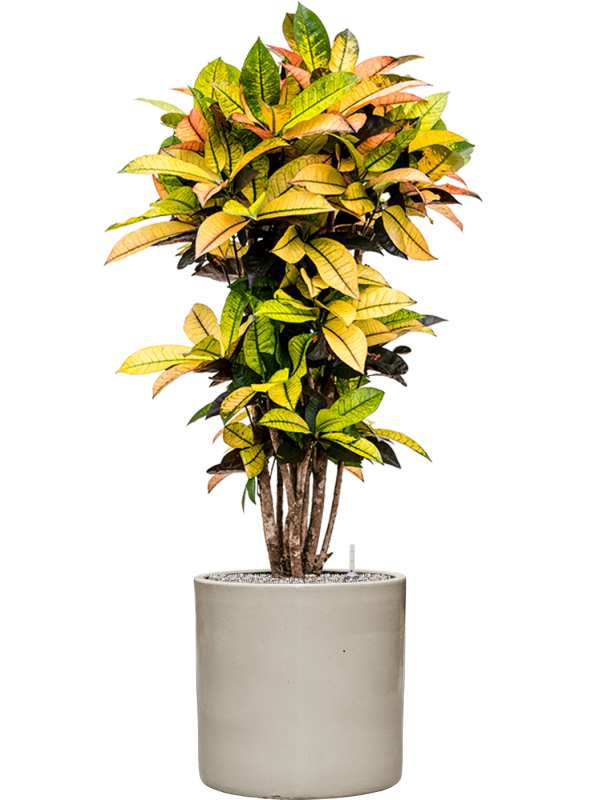 Croton (Codiaeum) variegatum 'Mrs. Iceton' in Cylinder, 29096 - Foto 72341