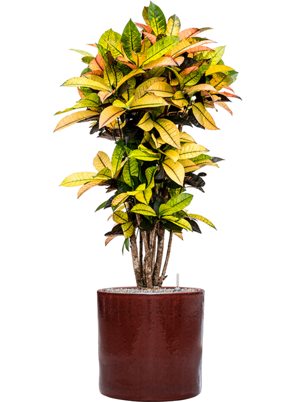 Croton (Codiaeum) variegatum 'Mrs. Iceton' in Cylinder - Foto 72344