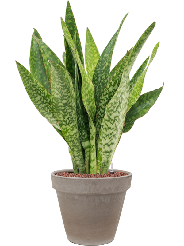 Sansevieria masoniana 'Dragon' in Terra Cotta - Foto 72381