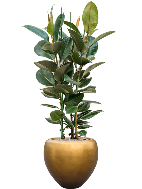 Ficus elastica 'Robusta' in Baq Metallic Silver leaf - Foto 72415