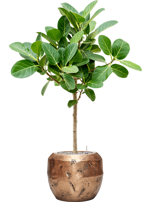 Ficus benghalensis 'Audrey' in Baq Opus Raw - Foto 72433