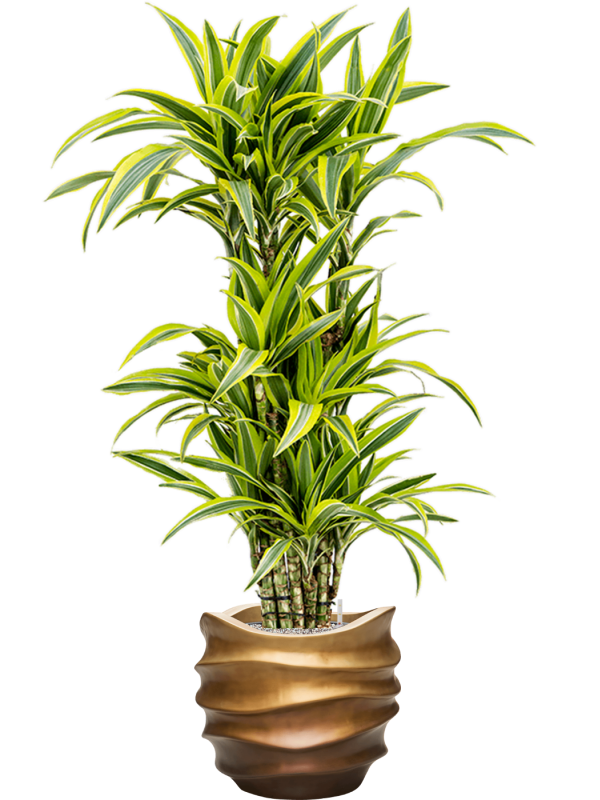 Dracaena fragrans 'Lemon Lime' in Baq Gradient Lee, 29160 - Foto 72488