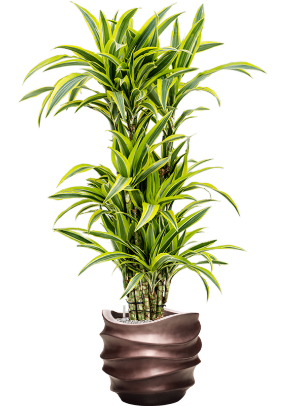 Dracaena fragrans 'Lemon Lime' in Baq Gradient Lee, 29178 - Foto 72538