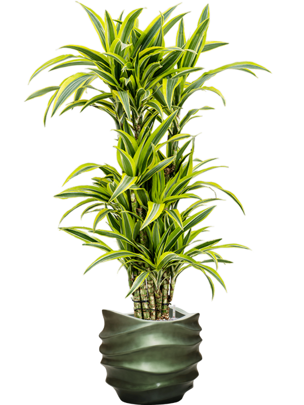 Dracaena fragrans 'Lemon Lime' in Baq Gradient Lee, 29179 - Foto 72542