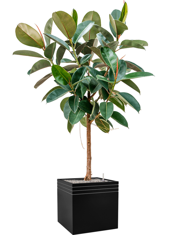 Ficus elastica 'Robusta' in Baq Line-Up - Foto 72771